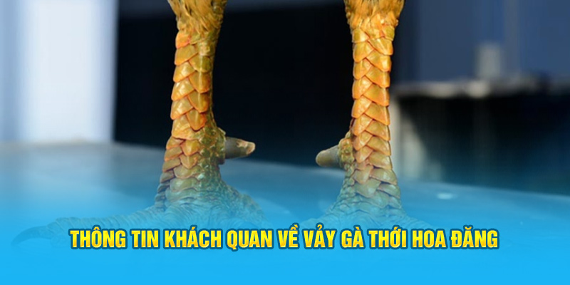 Thông tin khách quan về vảy gà thới hoa đăng 